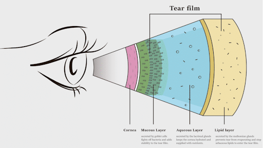 Tear Film Layers