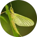 FlySci CJAnderson Avatar